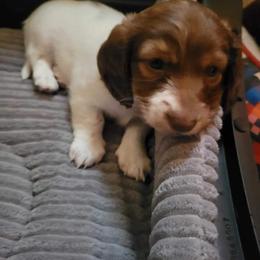 Dachshund Puppies from Shaffers low riding weiners