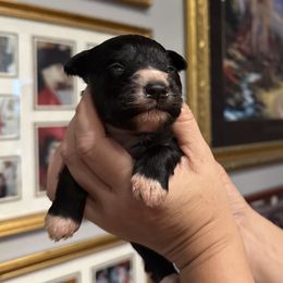 Elphaba Black female tipping on paws and chest - Black female Miniature Schnauzer puppy in Temple, Texas from Schnauzers Of Taylor