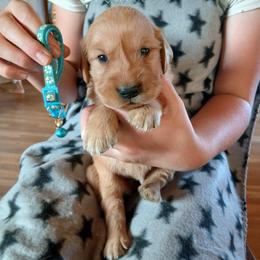 Light Blue - Dark golden male Golden Retriever puppy in Lanesboro, Minnesota from Eagle Ridge Golden Retrievers