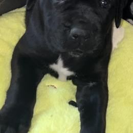Girl 2 - Black female Cane Corso puppy in Douglasville, Georgia from Palazzo Cane Corso