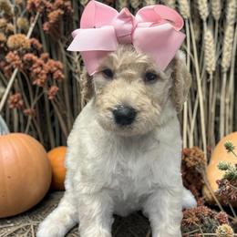Faith - Cream female Goldendoodle puppy in Prosperity, Pennsylvania from Stelladoodles & Company