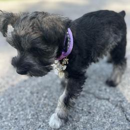 Daisy - Salt and pepper female Miniature Schnauzer puppy in Anthony, Florida from Amanda Tragash