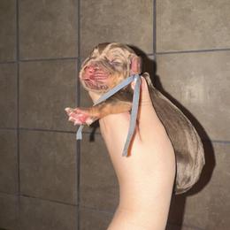 Blue boy - Liver and tan male Bloodhound puppy in Conway, Missouri from Ozark Mountain Kennel