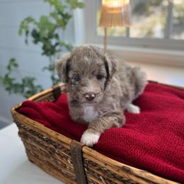 Susan - White and red merle female Bordoodle puppy in Valley Center, California from Circle R Valley Bordoodls
