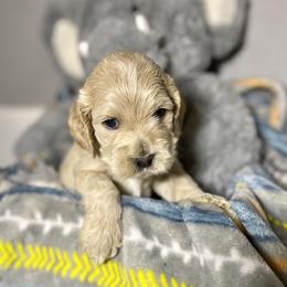 Cockapoo and Goldendoodle Puppies from Capital Doodles