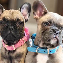 French Bulldogs from Michigan Frenchies