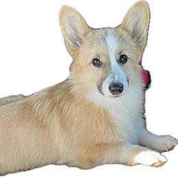 Snap - Fawn and white male American Corgi puppy in Hueytown, Alabama from AAA Corgis