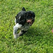 French Brittany Puppies from Dakota Point Kennel