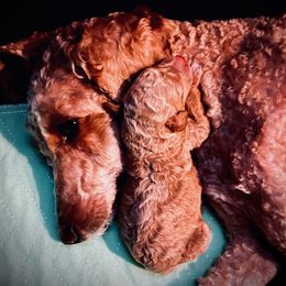 Poodle Puppies from Reuter Clan Poodles