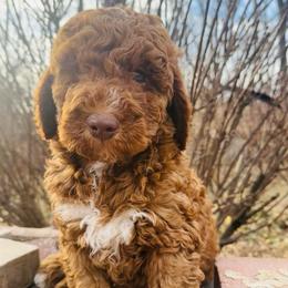 Smooch - Red male Bernedoodle puppy in Sherman, Illinois from Shirl Doodle Life