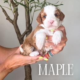 Girl 3 - female Bernedoodle puppy in South Jordan, Utah from Wonderful World Doodles