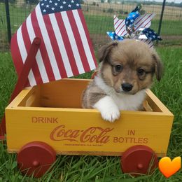 Orange sable girl - Black and tan female Pembroke Welsh Corgi puppy in Centre, Alabama from Walker's AKC Corgis