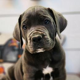 Blue Jean- Green collar - Boerboel puppy in Royse City, Texas from Leontix Boerboels