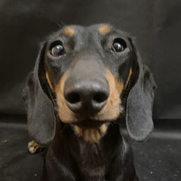 Gracie - Dachshund
