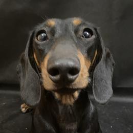 Gracie - Dachshund
