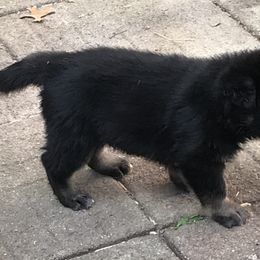 German Shepherd Puppies from Sandy’s Shepherds
