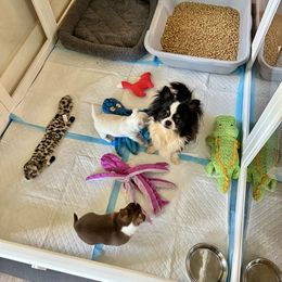 Border Collie and Chihuahua Puppies from Brooks Grove Canines LLC