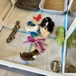 Border Collie and Chihuahua Puppies from Brooks Grove Canines LLC