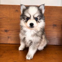 Wrangler - Gray and white male Pomsky puppy in La Verne, California from Red Cedar Pomskies