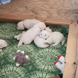 Yellow Boy -DandyLion - White and biscuit male Samoyed puppy in Albuquerque, New Mexico from Wintersong Samoyeds
