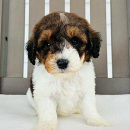 Chai - Parti female Goldendoodle puppy in Auburn, Indiana from Martin’s Doodles