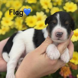 Flag - Black tri-color male Aussiedoodle puppy in Lancaster, Minnesota from Finney Ranch