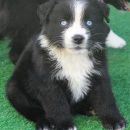 Ranger - Black & white male Miniature Australian Shepherd puppy in Lowgap, North Carolina from Ramblin’ Rose Mini's