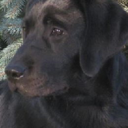 Labrador Retrievers from Regen Labrador Retrievers