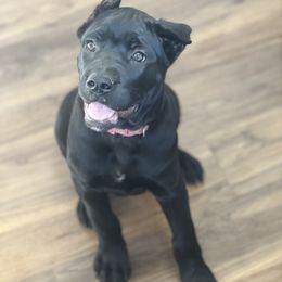 Cane Corso Puppies from Paw City Kennel
