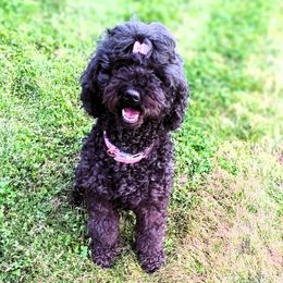 Millie - Goldendoodle