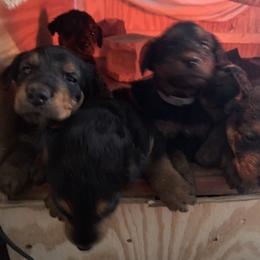 By color - Black and tan female Airedale Terrier puppy in Oxford, Ms, Mississippi from Yocona River Airedale