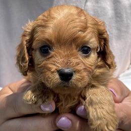 Nutter Butter - Red female Cavapoo puppy in Boardman, Ohio from Taliaferro Kennel