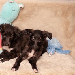 Silken Windhound Puppies from Intriga Hounds