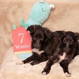 Silken Windhound Puppies from Intriga Hounds