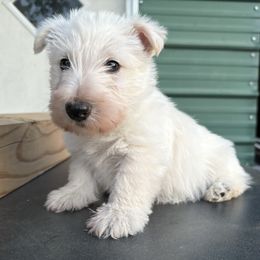 Blue - Wheaten male Scottish Terrier puppy in Chattanooga, Oklahoma from Lottie Dottie Scottie’s and Papillons