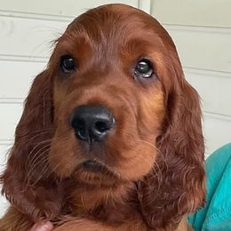 Ladybug - Mahogany female Irish Setter puppy in Louisville, Kentucky from Pinray Irish Setters