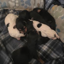 Yorkipoo puppies from Sonshine Yorkies