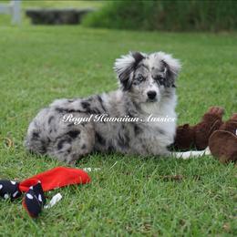 Elizabeth - Blue merle Miniature American Shepherd puppy in Kamuela On The Big Island, Hawaii from Royal Hawaiian Aussies LLC