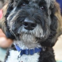 Bernedoodle and Labradoodle All Grown Up from Linder Labradoodles