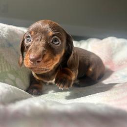 Apple Jacks - Chocolate and tan female Dachshund puppy in Temecula, California from Naomi Magee's Dachshund Kennel
