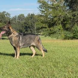 Mylie - Sable female German Shepherd puppy in Cocoa, Florida from Crossfire Elite Canines