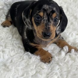 Sadie - Dapple female Dachshund puppy in Council Hill, Oklahoma from Rocky Springs Ranch