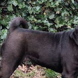 Chinese Shar-Pei from Eihpos Shar-Pei