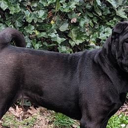 Chinese Shar-Pei from Eihpos Shar-Pei