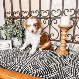 Jupiter - Brown merle female Aussiedoodle puppy in Beaver, Utah from Rocky Ridge Ranch