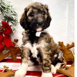 Cranberry - Phantom Goldendoodle puppy in Lititz, Pennsylvania from Heyday Doodles