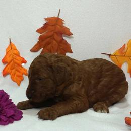 Girl 4 - Red  female Poodle puppy in Mc Henry, Illinois from Sunset Maple Poodles