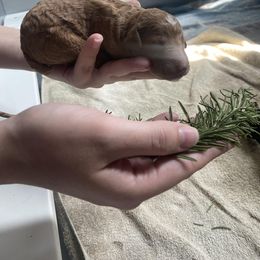 Poodle Puppies from Sweet Country Standards