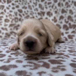 Girl 3 - Cream female Dachshund puppy in Wichita, Kansas from Rustic Dachshunds