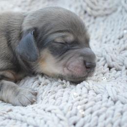 Dachshund Puppies from Dreamheart Dachshunds